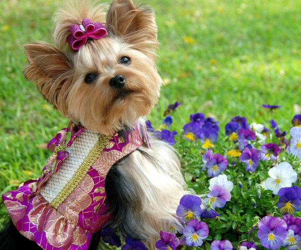 dog-fashion-Millie_LaRue_LucyM